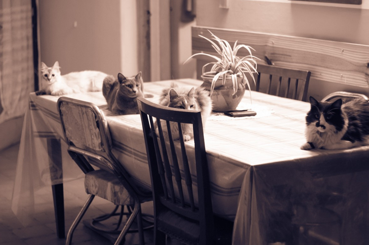 3 Easy Tips for Stress-Free Living with Pets at Home